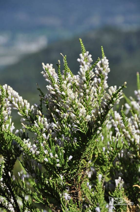 Na parte mais baixa da trilha ainda encontramos árvores floridas, a caminho do Cerro Piltriquitrón, em El Bolsón, na Argentina